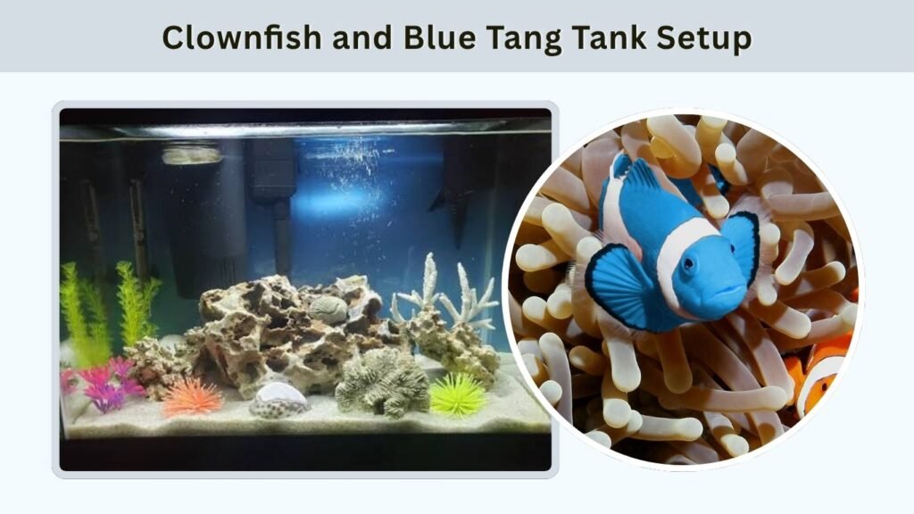 Clownfish and Blue Tang Tank Setup