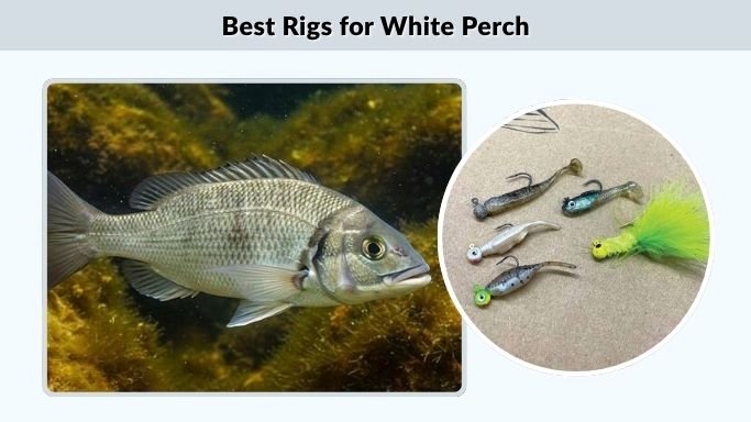 Best Rigs for White Perch