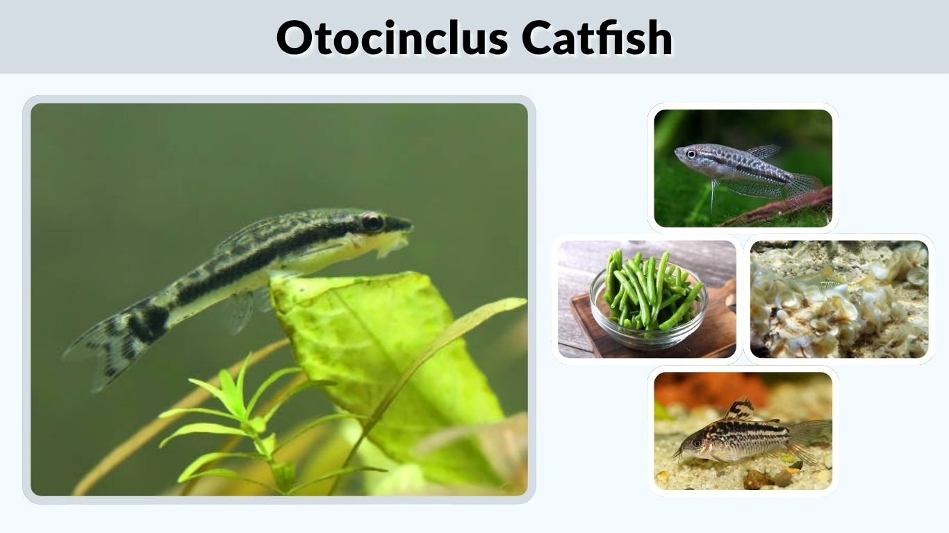 Otocinclus Catfish: Care, Size, Food, and Tank Guide