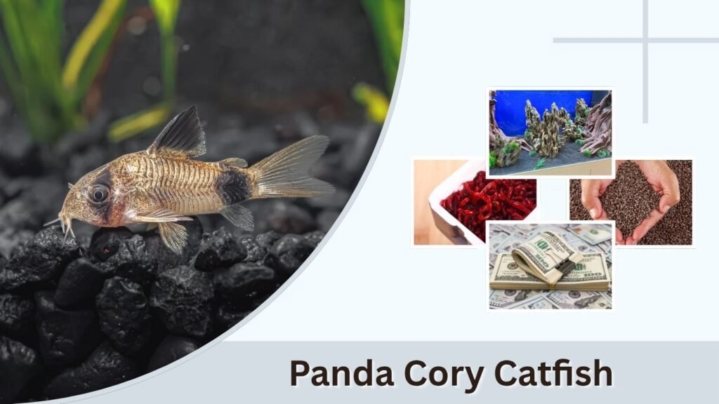 Panda Cory Catfish: Size, Care, Food and Lifespan