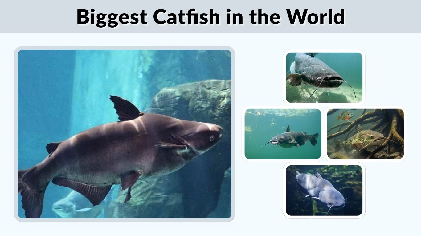 Biggest Catfish in the World: Species and Record Catches