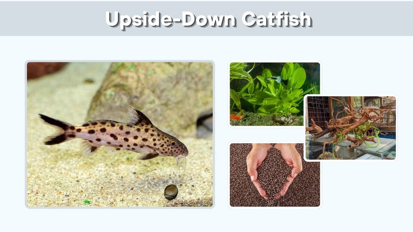 Upside-Down Catfish: Size, Care, Diet, and Tank Mates