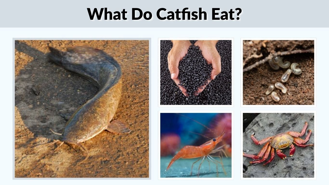 What Do Catfish Eat? 10 Foods They Love Most