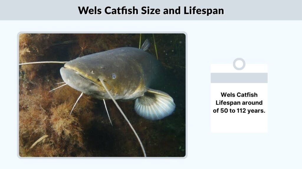 Wels Catfish Size and Lifespan