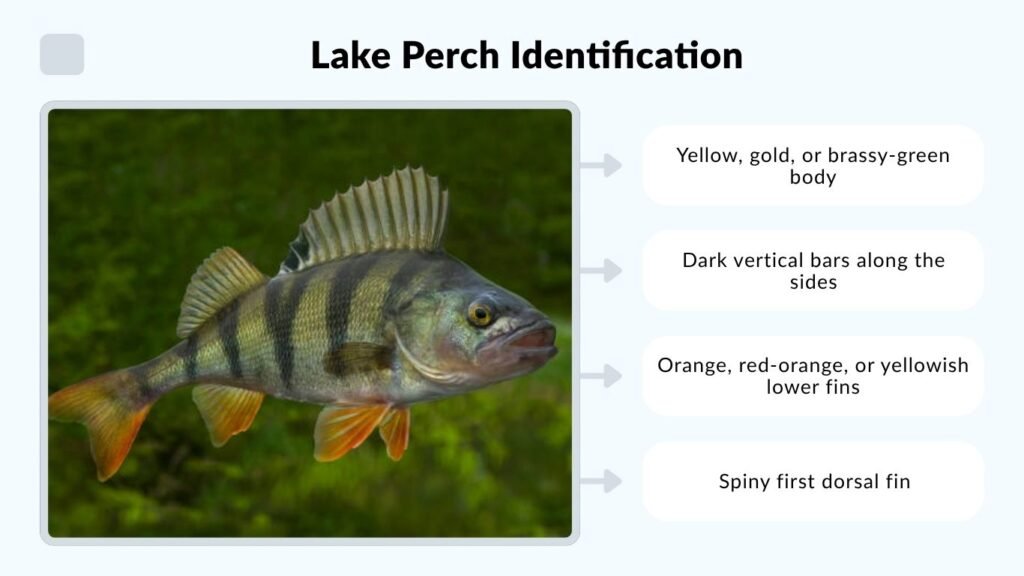 Lake Perch Identification