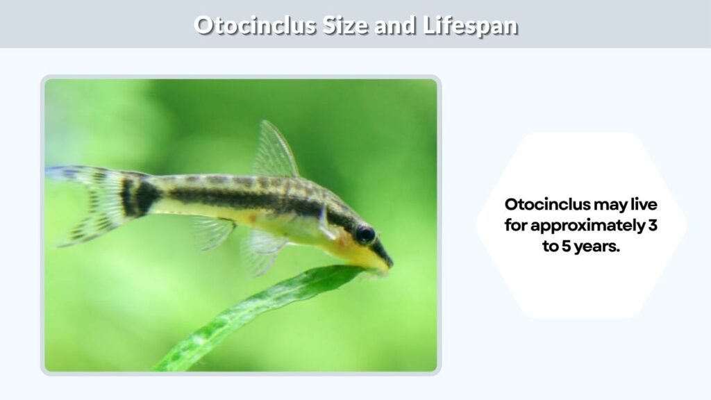 Otocinclus Size and Lifespan