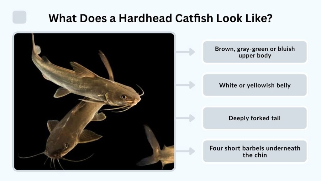What Does a Hardhead Catfish Look Like?