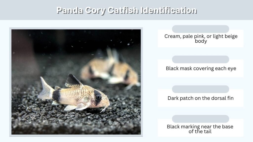 Panda Cory Catfish Identification