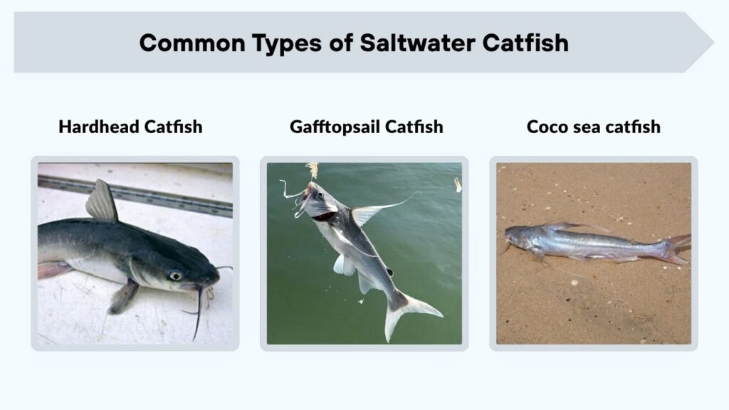 Common Types of Saltwater Catfish