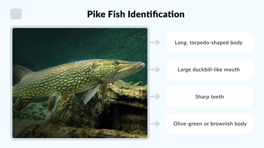 Pike Fish Identification