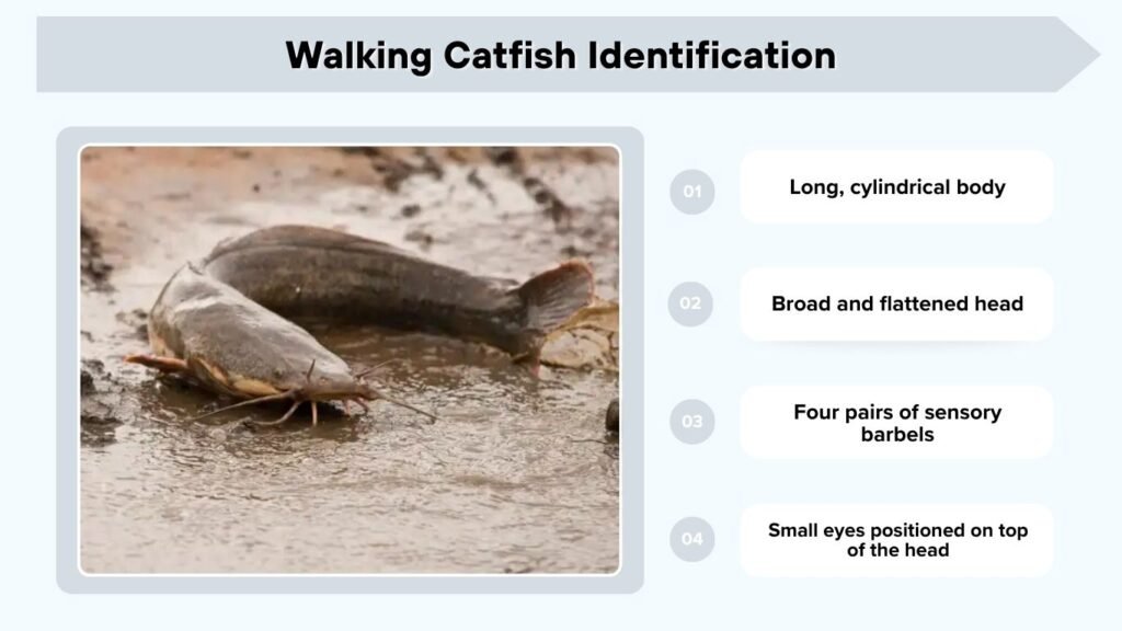 Walking Catfish Identification