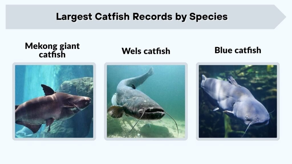 Largest Catfish Records by Species