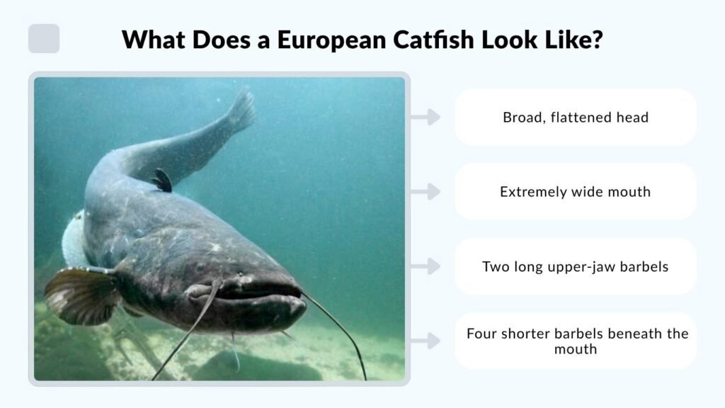 What Does a European Catfish Look Like?