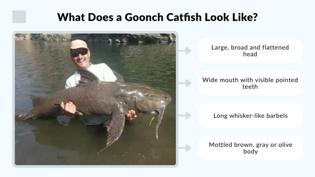 What Does a Goonch Catfish Look Like?