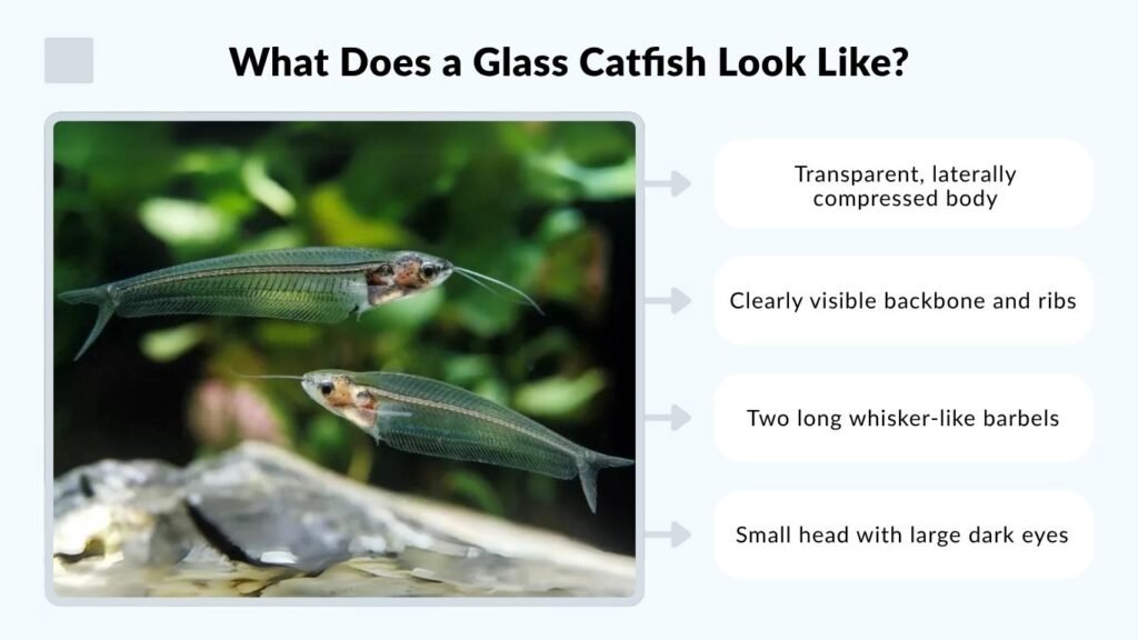 What Does a Glass Catfish Look Like?