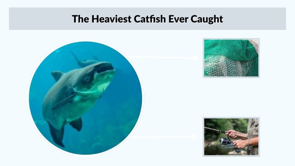 The Heaviest Catfish Ever Caught