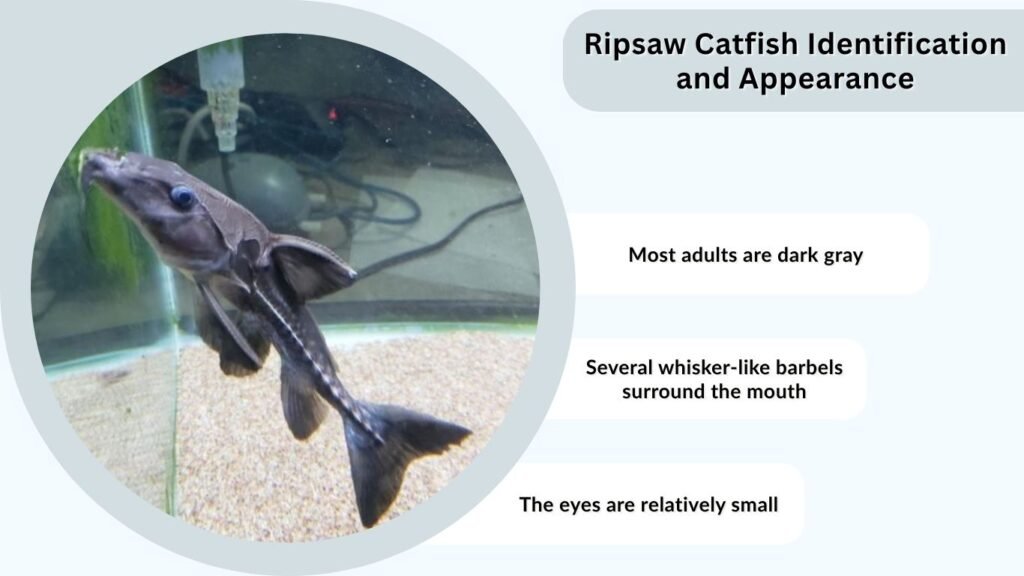 Ripsaw Catfish Identification and Appearance