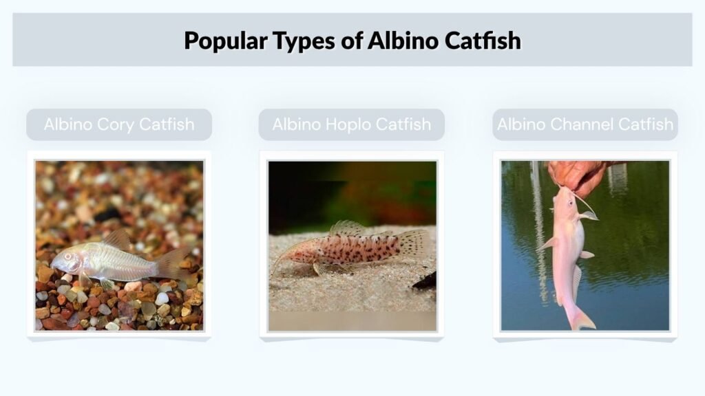 Popular Types of Albino Catfish