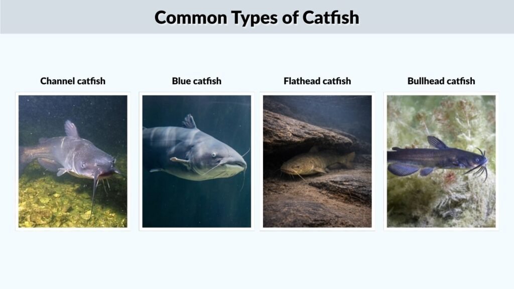 Common Types of Catfish