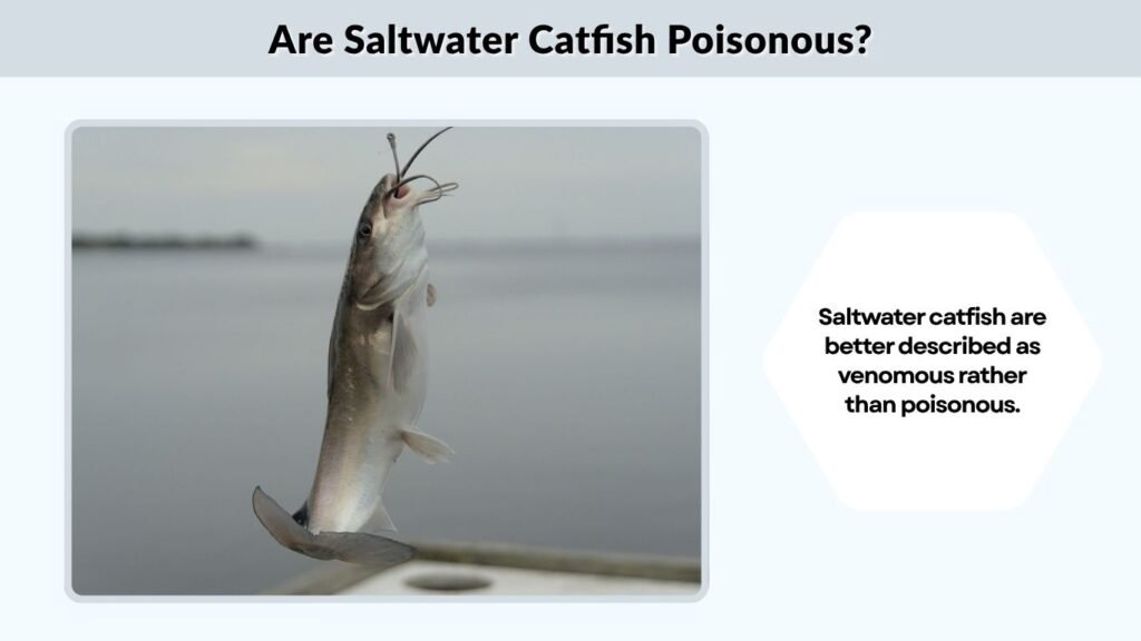 Are Saltwater Catfish Poisonous?