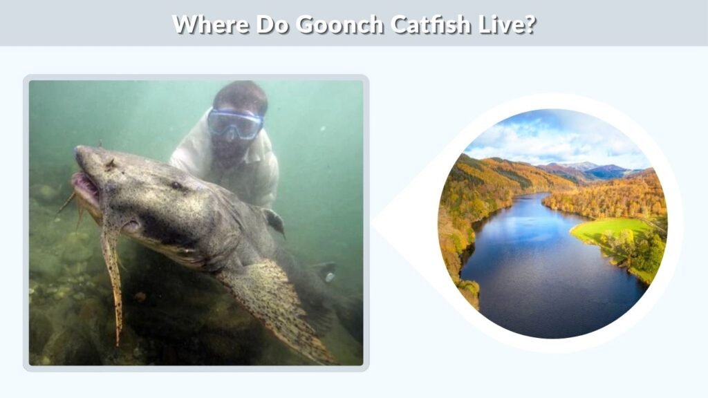 Where Do Goonch Catfish Live?