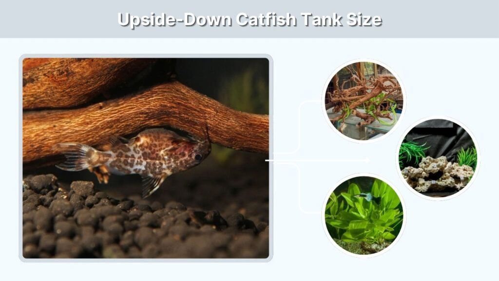 Upside-Down Catfish Tank Size