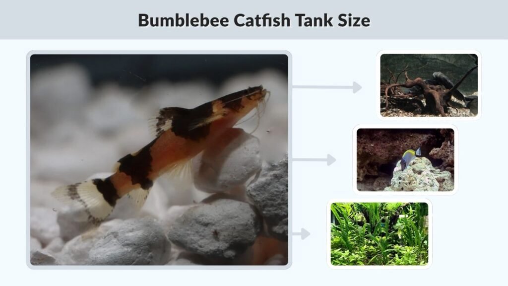 Bumblebee Catfish Tank Size