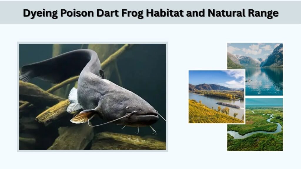 Wels Catfish Habitat and Geographic Range