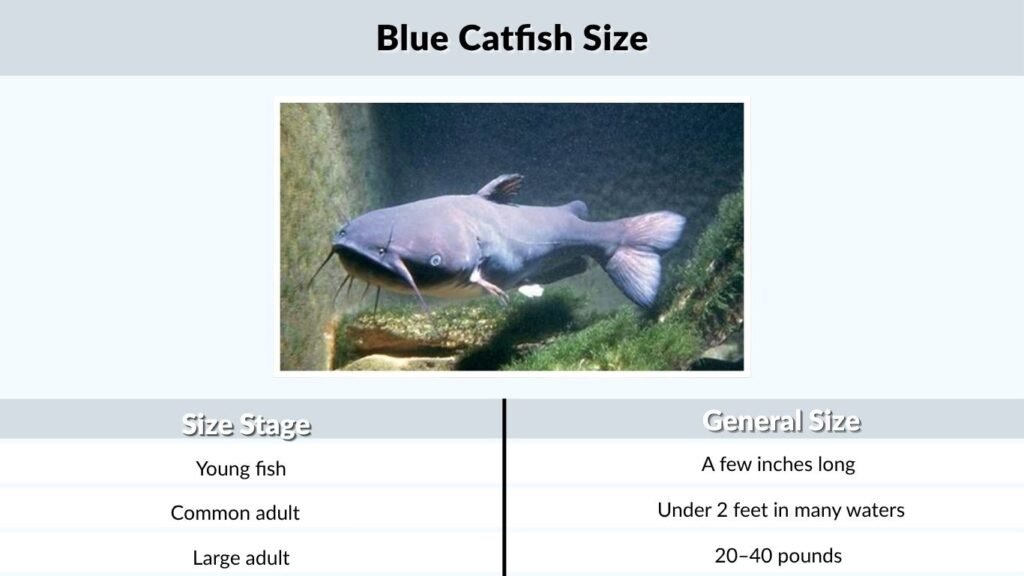 Blue Catfish Size