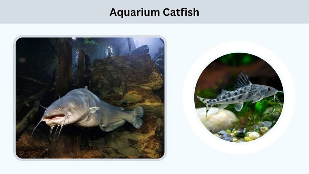 Aquarium Catfish