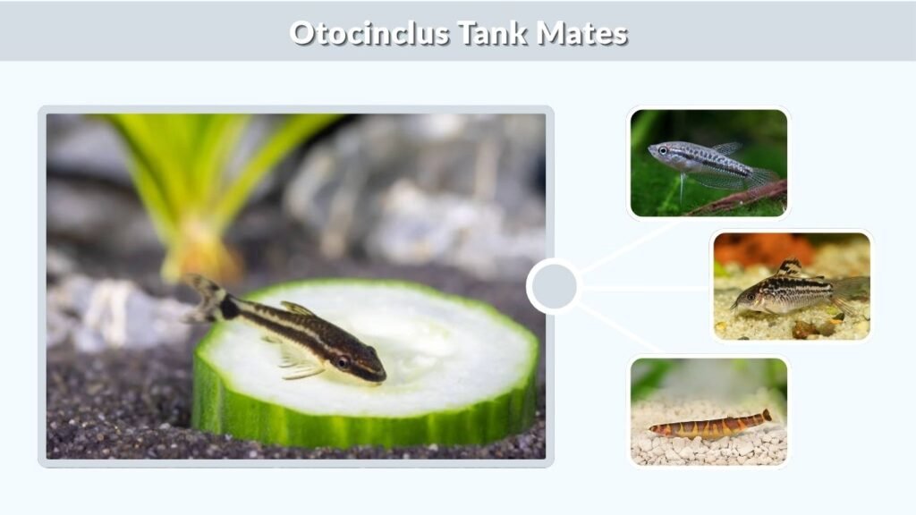 Otocinclus Tank Mates