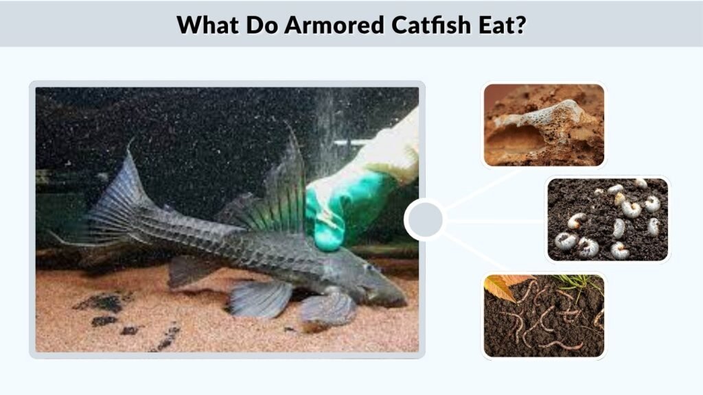 What Do Armored Catfish Eat?