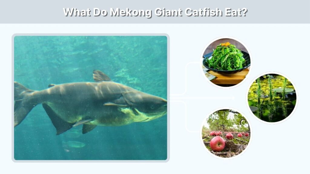 What Do Mekong Giant Catfish Eat?