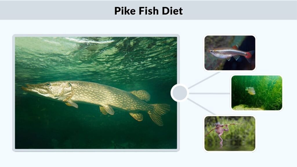 Pike Fish Diet