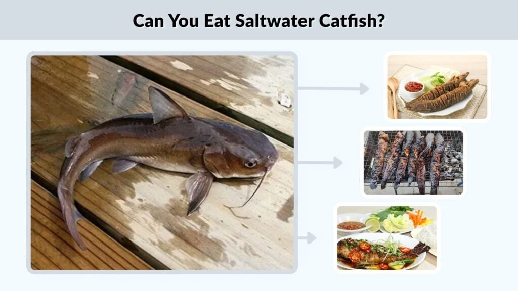Can You Eat Saltwater Catfish?