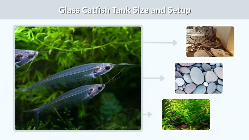 Glass Catfish Tank Size and Setup