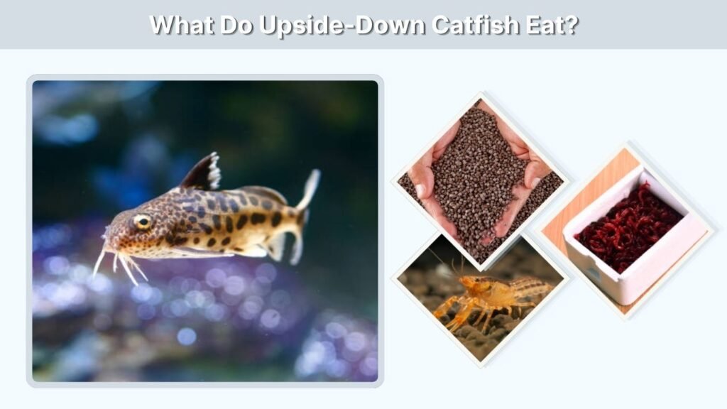 What Do Upside-Down Catfish Eat?