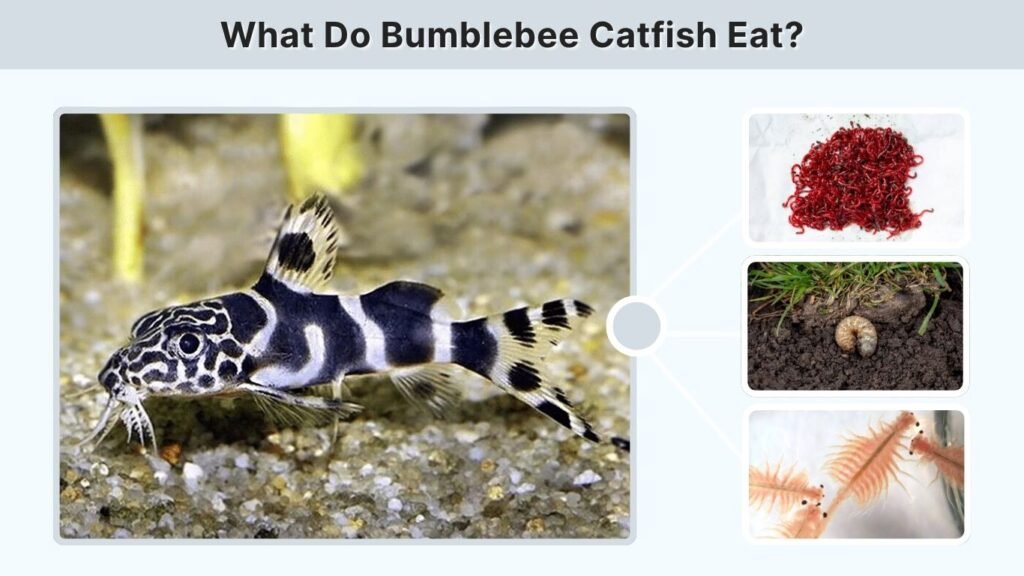 What Do Bumblebee Catfish Eat?