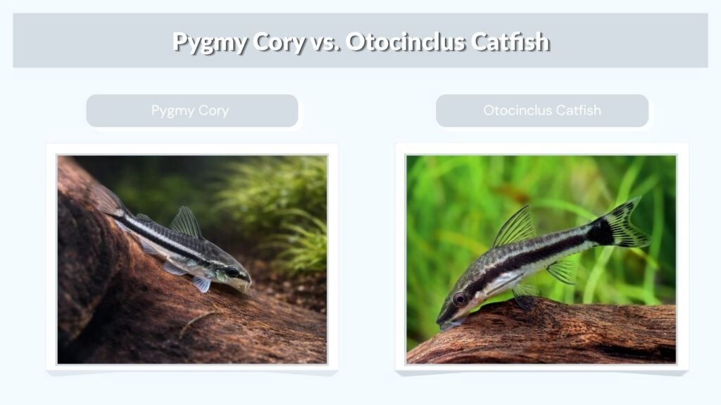 Pygmy Cory vs. Otocinclus Catfish