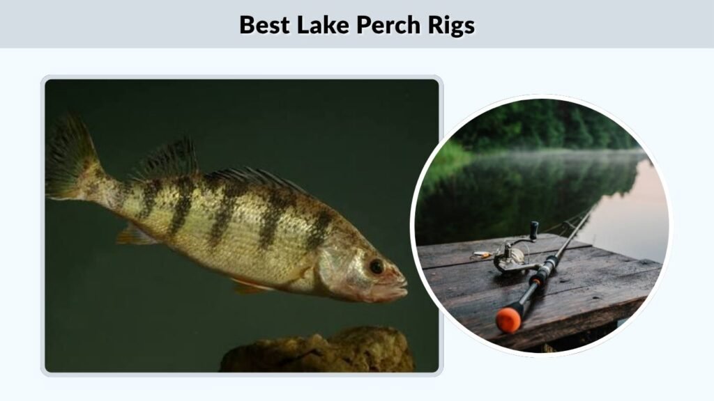 Best Lake Perch Rigs