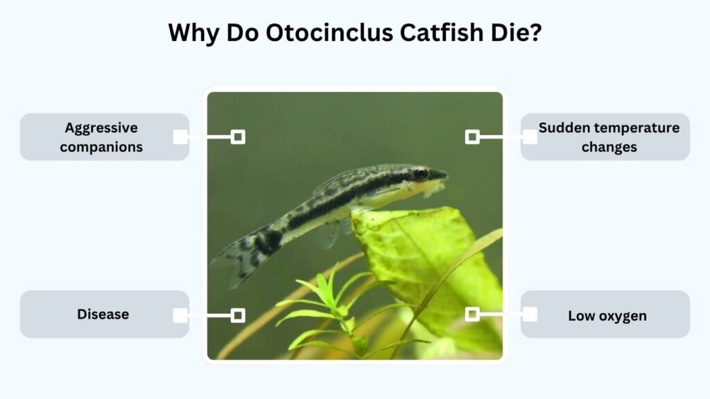 Why Do Otocinclus Catfish Die?
