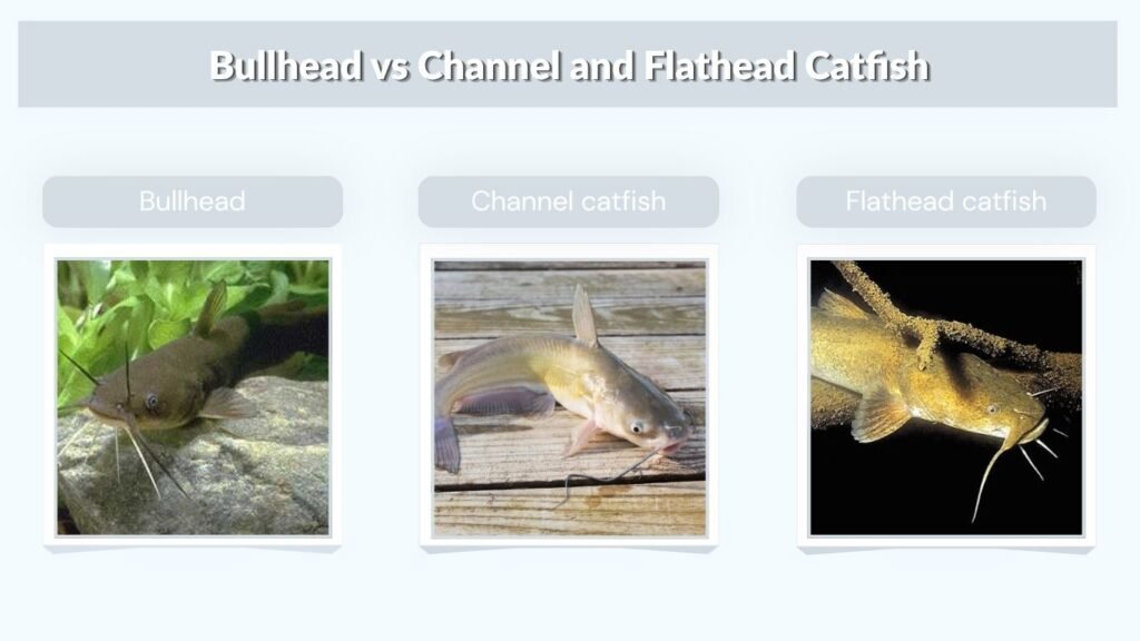 Bullhead vs Channel and Flathead Catfish