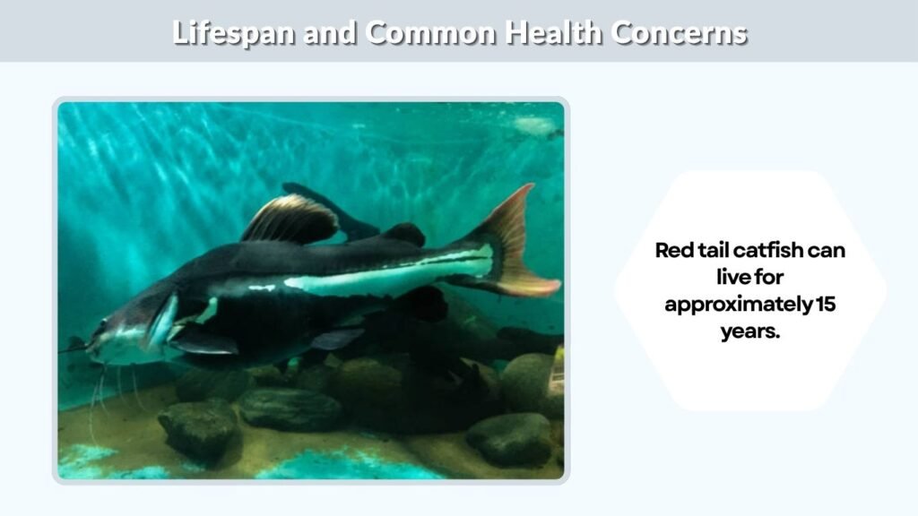 Lifespan and Common Health Concerns