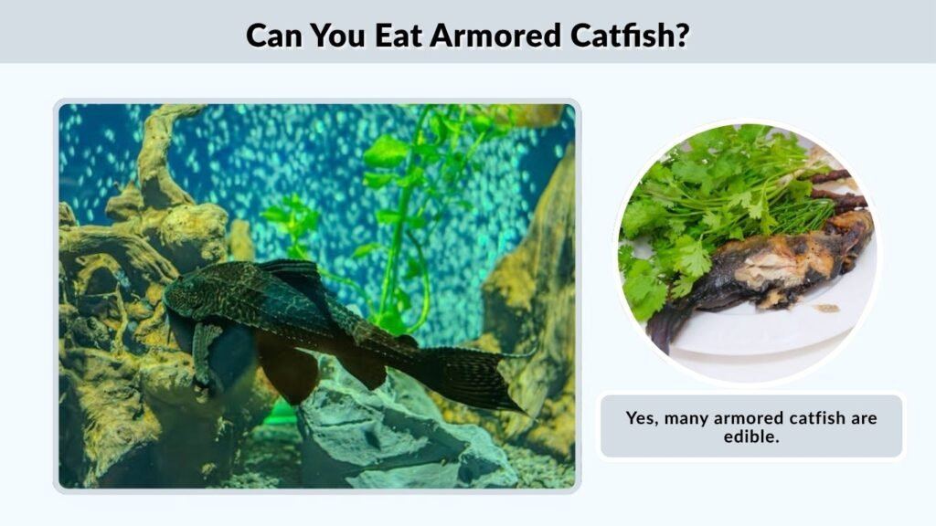 Can You Eat Armored Catfish?