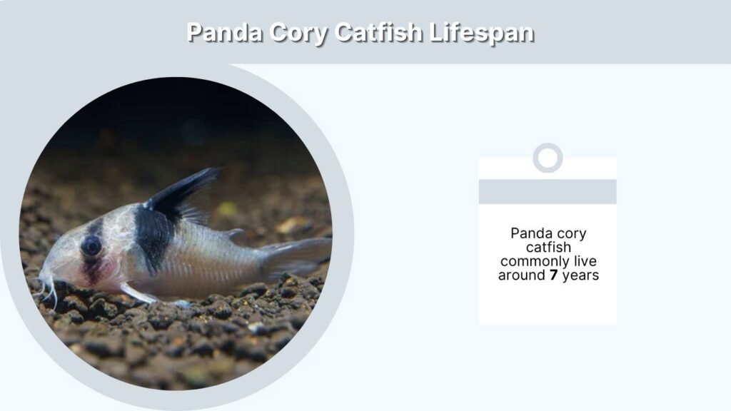 Panda Cory Catfish Lifespan