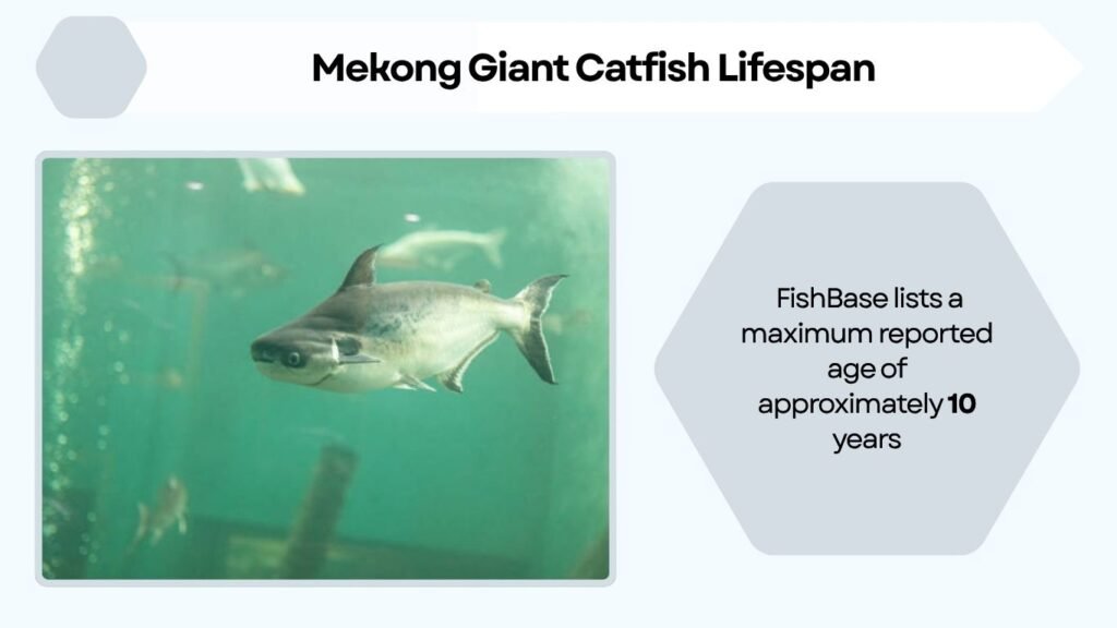 Mekong Giant Catfish Lifespan