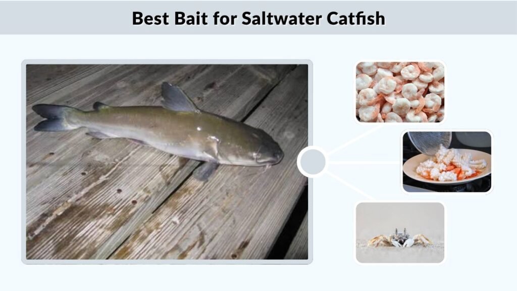 Best Bait for Saltwater Catfish