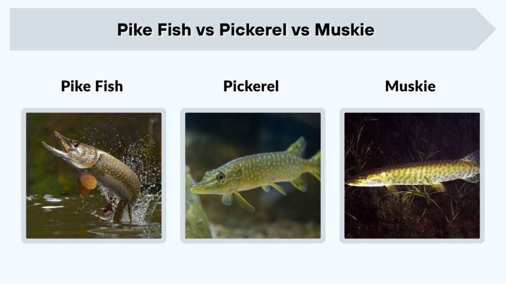 Pike Fish vs Pickerel vs Muskie