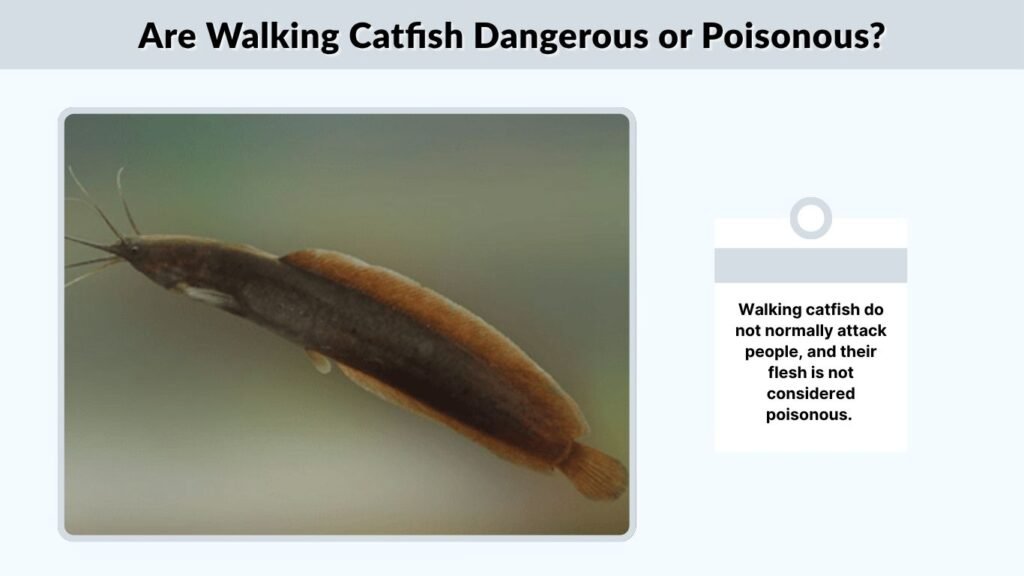 Are Walking Catfish Dangerous or Poisonous?