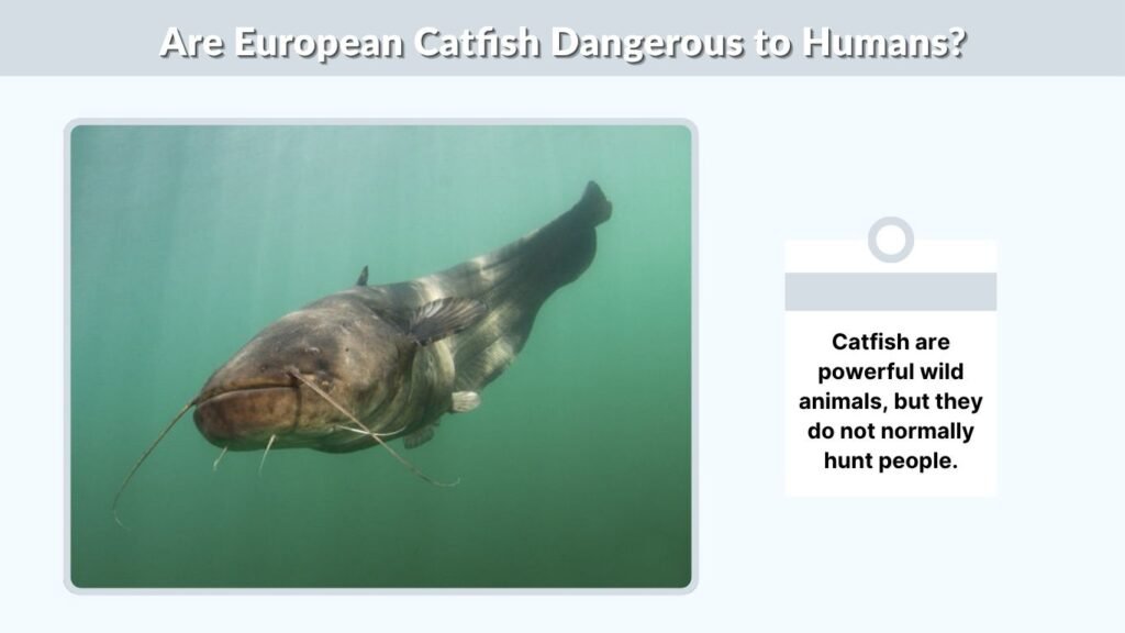 Are European Catfish Dangerous to Humans?